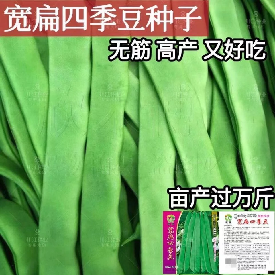 高产芸豆种子架豆各地四季豆宽扁四季豆扁芸豆白芸豆无筋超宽