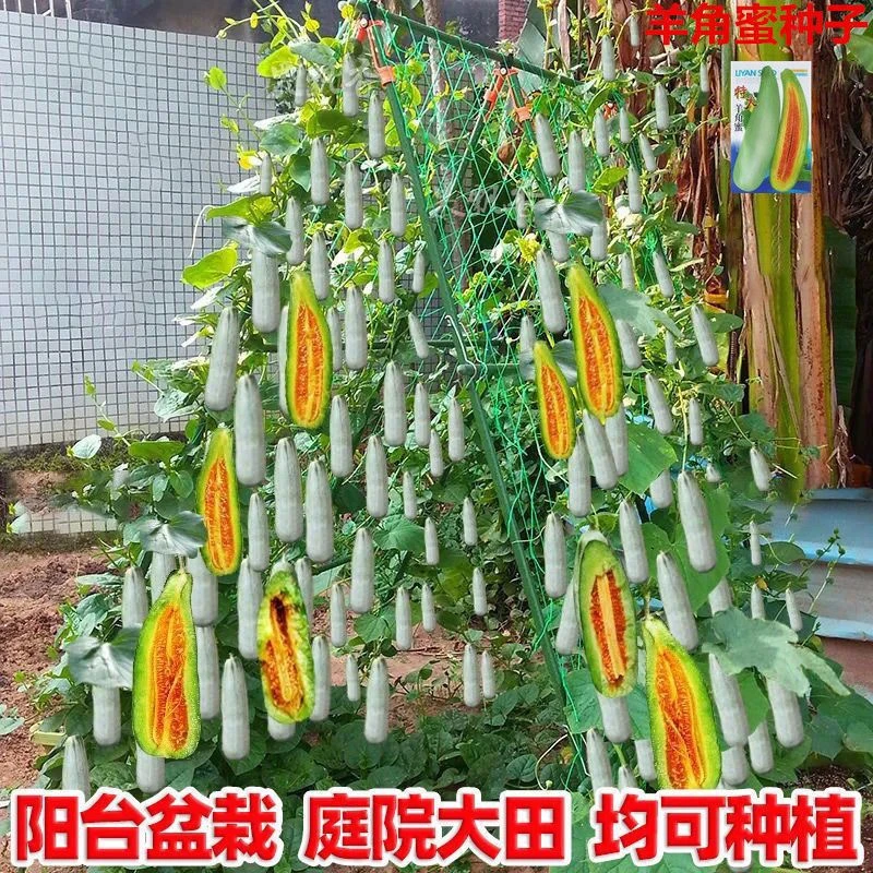 羊角蜜甜瓜种子四季播田园阳台盆栽薄皮甜羊角脆羊角酥甜香瓜种苗