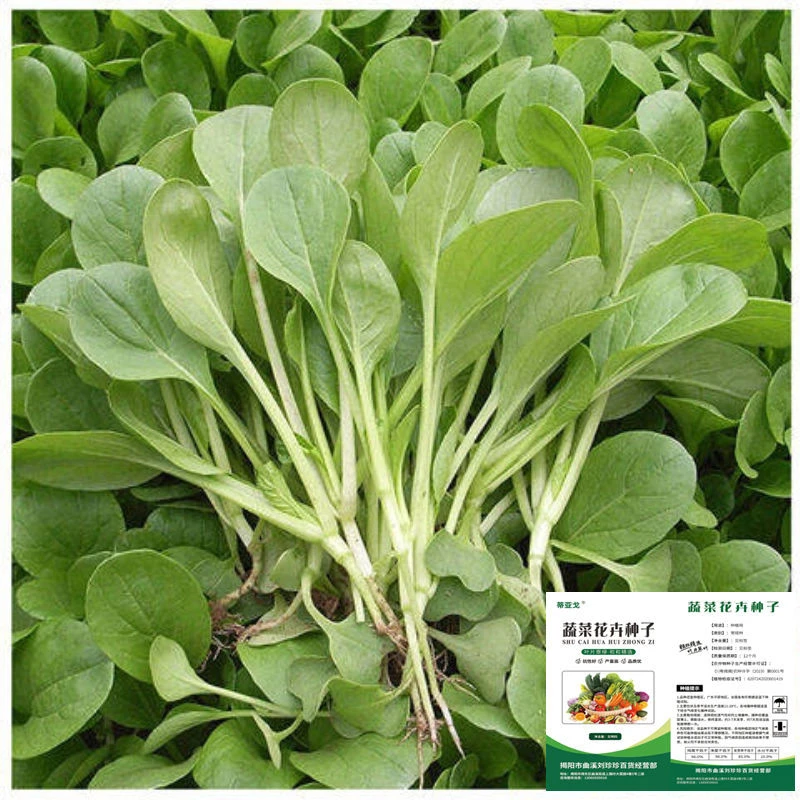 鸡毛菜种子四季播种抗热耐寒蔬菜种子阳台盆栽易种小青菜籽