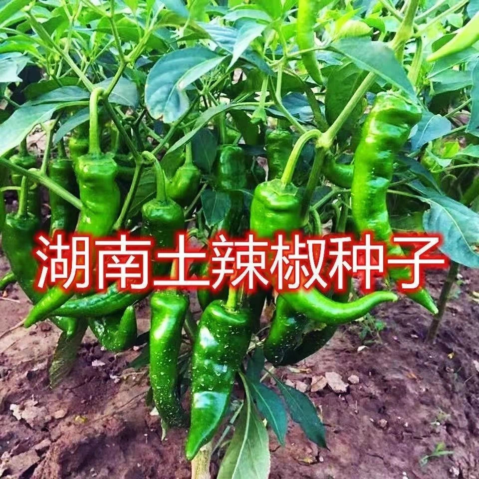 老品种土辣椒种子牛角椒湖南土辣椒 特辣薄皮青辣椒尖椒圆椒种子