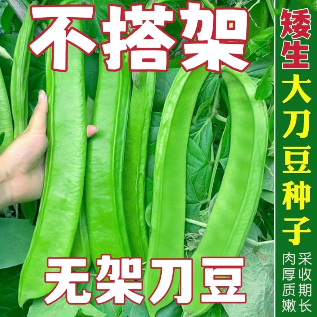 无架刀豆种子大刀豆巨型大豆角种籽巴西豆四季蔬菜爬藤菜豆角种子