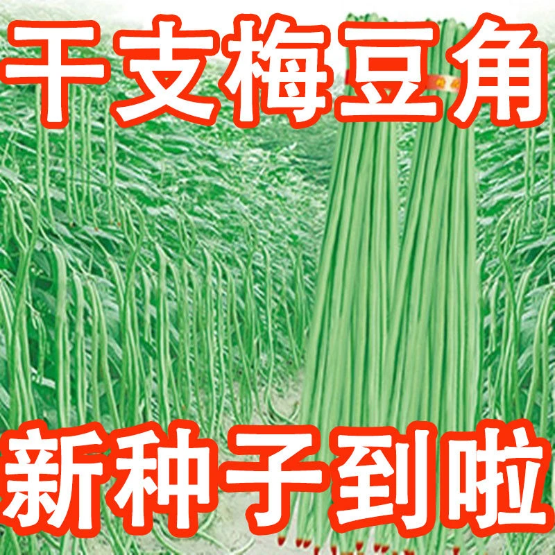 三尺特长豆角种子无筋高产豇豆四季早熟蔬菜抗虫抗病豇豆种子大全
