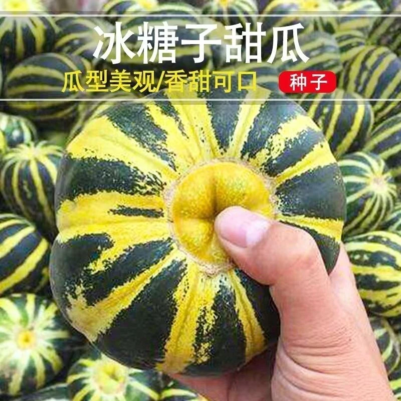 冰糖子甜瓜种子春秋种植高产圆皮香瓜种子酥脆羊角蜜庭院水果种子