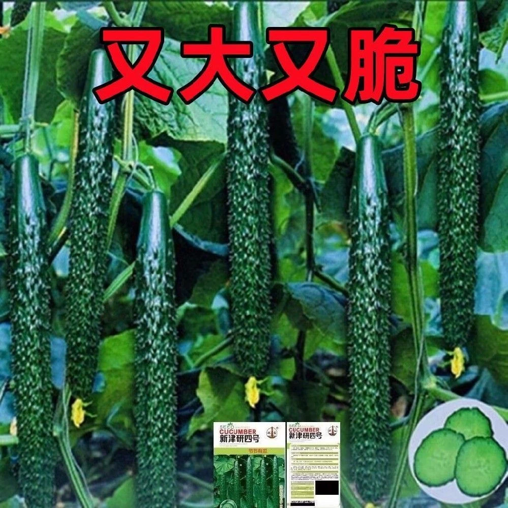 津研四号青皮黄瓜种子黄瓜种子甜脆有瓜绿刺黄瓜蔬菜种子