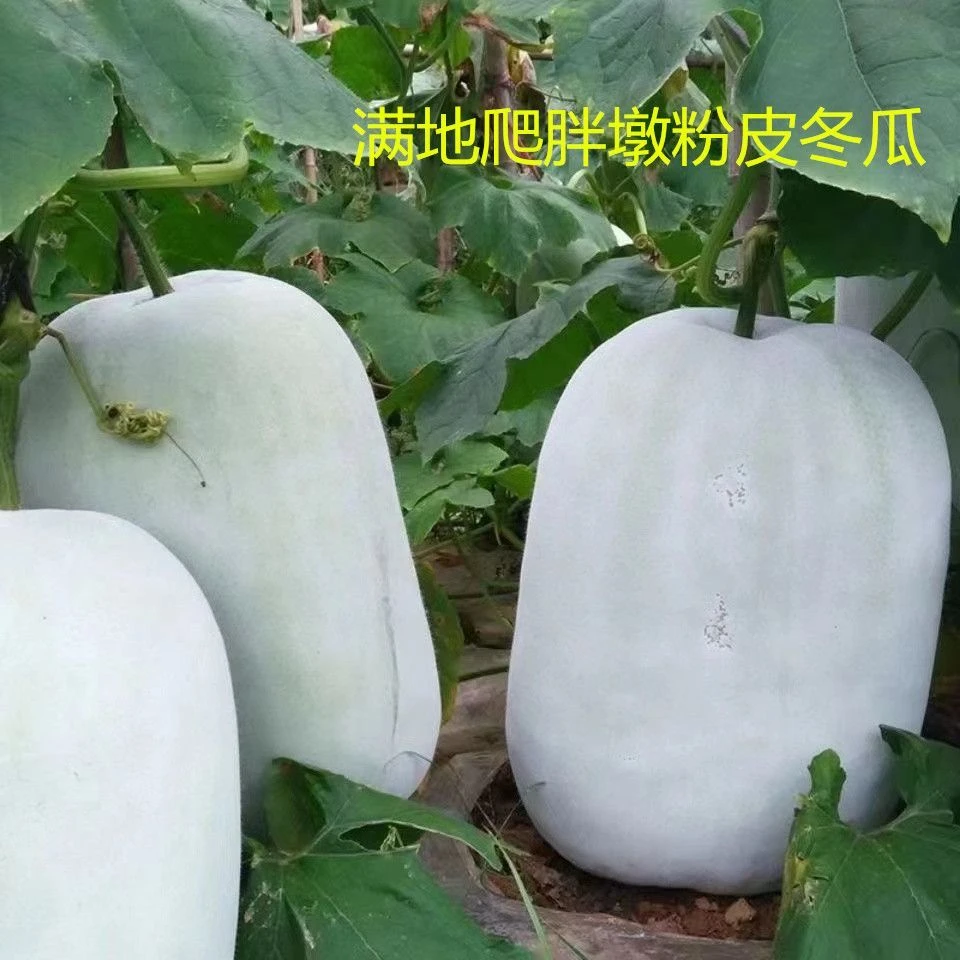 满地爬特大粉皮冬瓜种子大冬瓜种籽蔬菜种田园庭院蔬菜大全种子