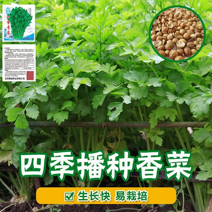 四季香菜种子阳台盆栽香菜蔬菜种子四季播高产易种香菜籽种子