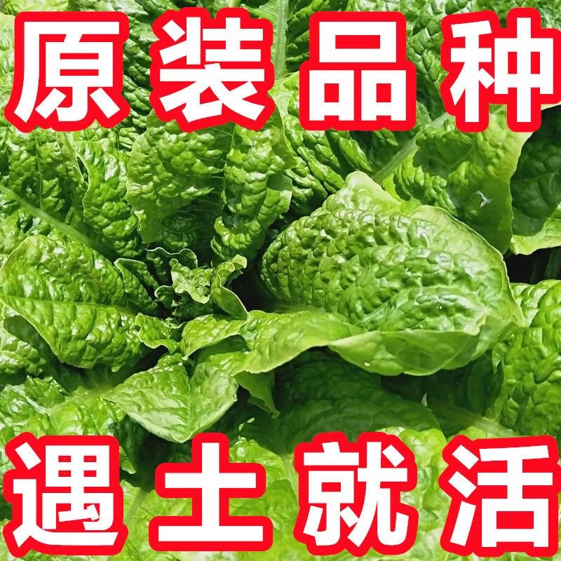 莴麻菜种子叶用莴苣麻菜莴鸡菜香香菜种子四川夏秋季蔬菜种子大全