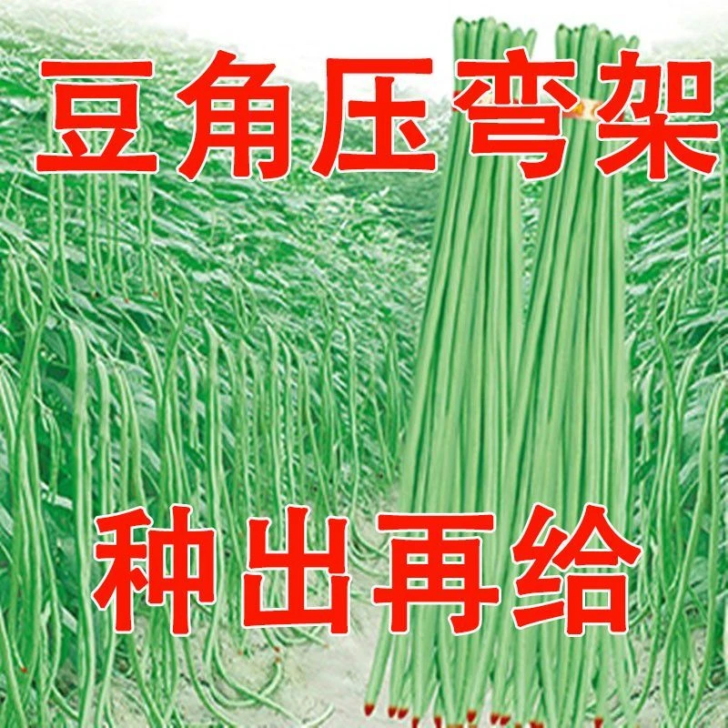 三尺特长豆角种子无筋高产豇豆四季早熟蔬菜抗虫抗病豇豆种子大全