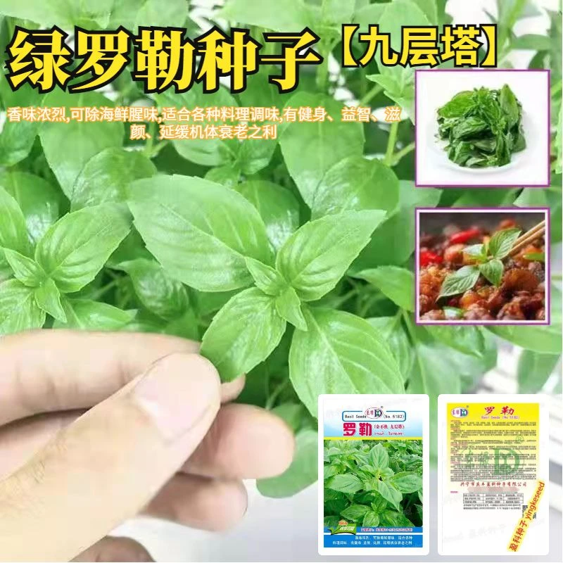 罗勒种子绿茎九层塔种柠檬甜罗勒阳台庭院种植可食用肉桂香料种子