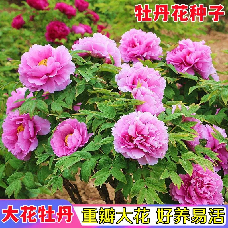 牡丹花种子花园盆栽阳台室内室外种植花种籽耐寒易活洛阳牡丹花籽