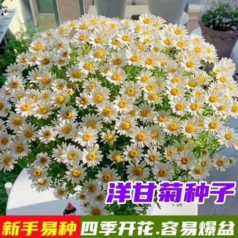 洋甘菊花种子小雏菊种子易爆盆四季开花易活花卉种子菊花种子批发
