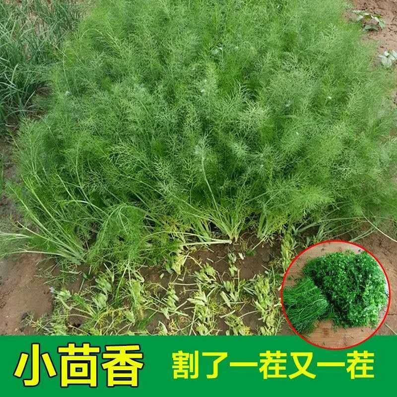割茬茴香种子 小茴香种子 谷香佐料种子四季播种蔬菜阳台盆栽种子