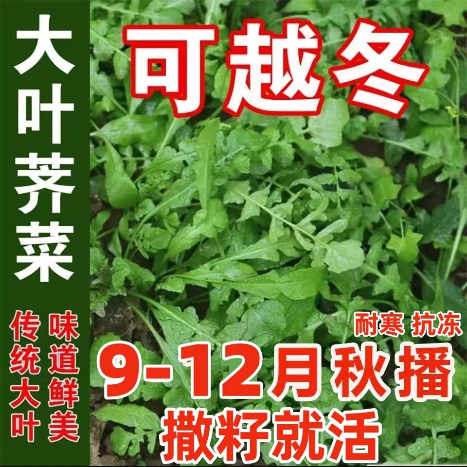 可越冬大叶荠菜种子香荠菜野生荠荠菜季莱野荠菜阳台盆栽蔬菜种籽