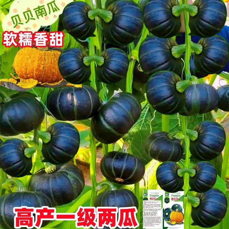 贝贝南瓜种子板栗味迷你小南瓜软糯香甜高产农家蔬菜种子春季播种