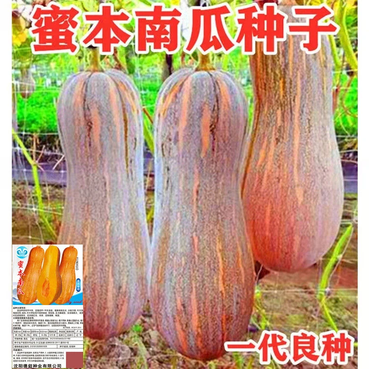 密本南瓜种子甜糯超甜春季高产量蔬菜瓜果老南瓜易种蔬菜种子大全
