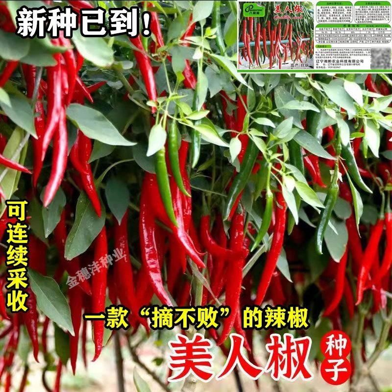 摘不败美人椒种子特色红尖椒长辣椒种子特香辣四季盆栽蔬菜种籽
