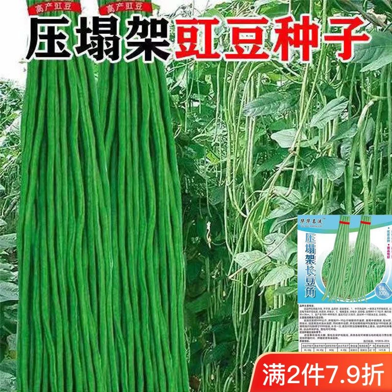三尺特长豆角种子无筋高产豇豆四季早熟蔬菜种子抗虫抗病高产新种