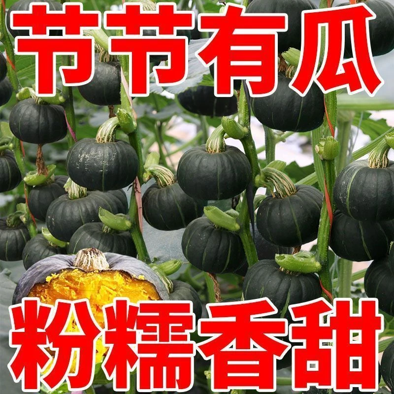 【新种上市】正宗贝贝南瓜种种子高产甜糯绿贝贝四季种植蔬菜种子