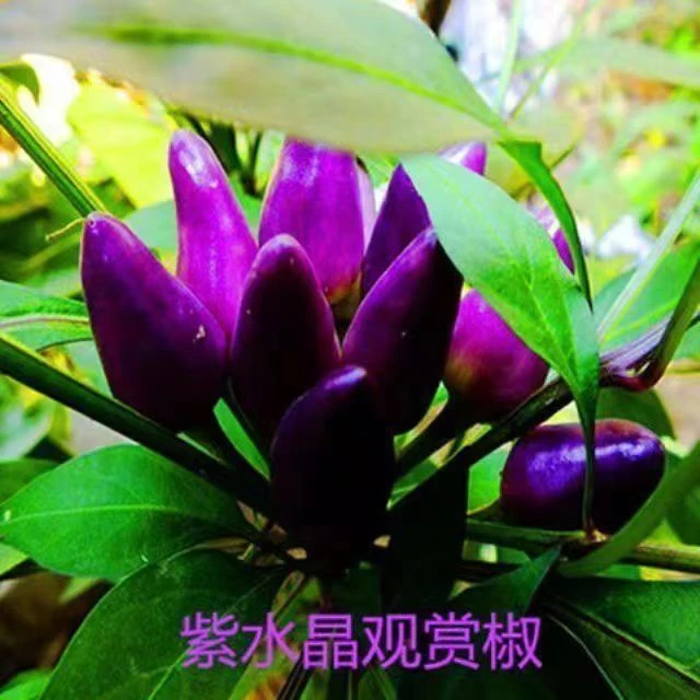 紫水晶观赏椒种子泡椒种子朝天椒种子五彩观赏辣椒蔬菜种子