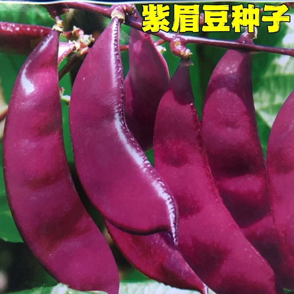 紫扁豆种子紫眉豆紫红色早熟豆种冬季春秋芸四季豆籽盆栽蔬菜种孑