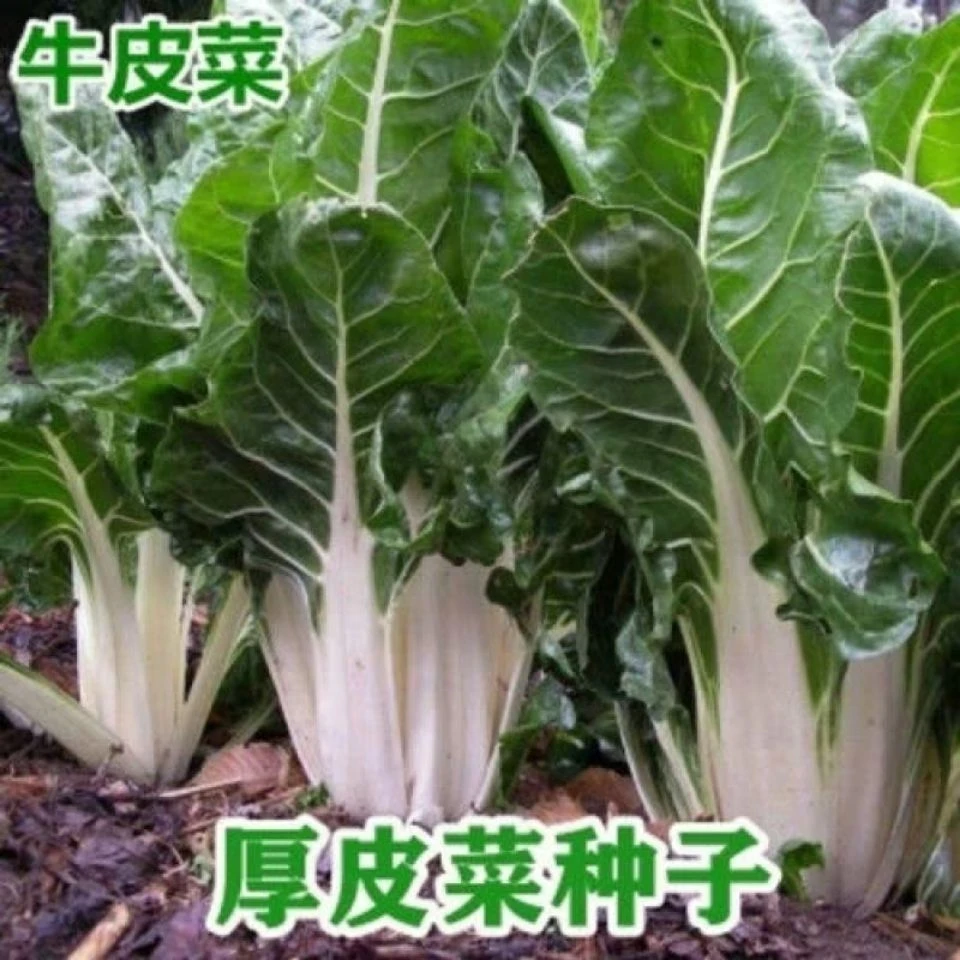 牛皮菜种子根达菜厚皮菜厚合菜南方甜菜四季蔬菜籽易种高产抗病