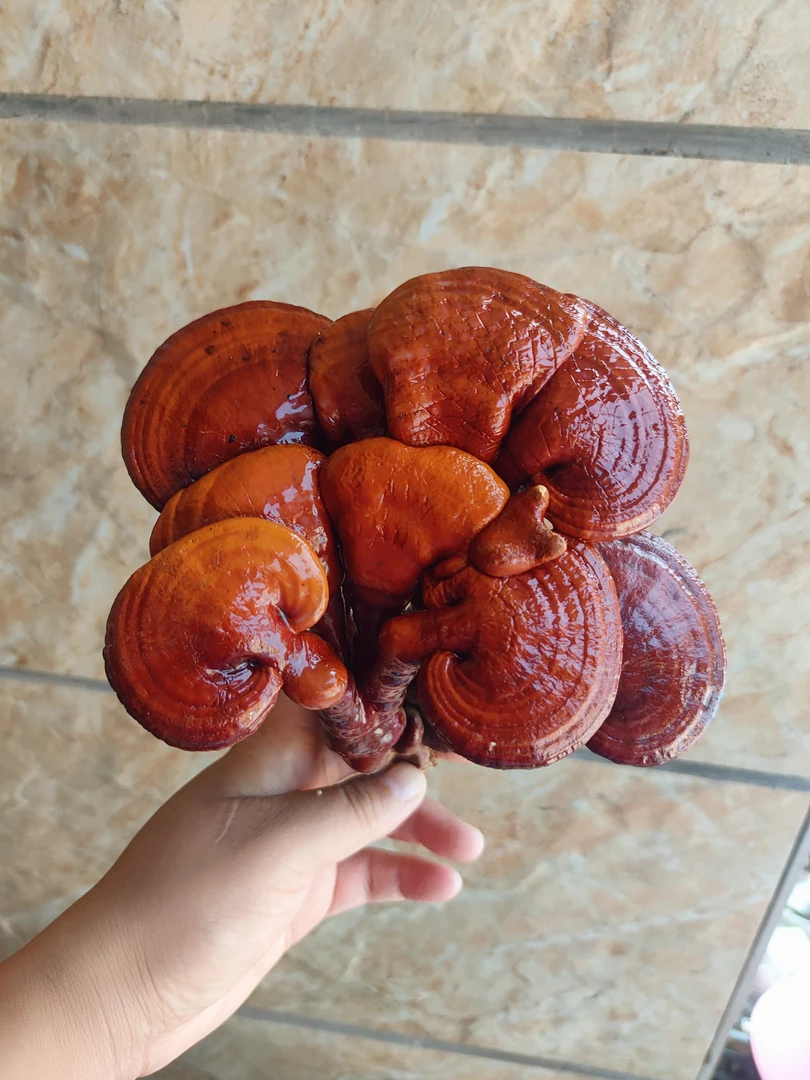 灵芝盆景好养易活