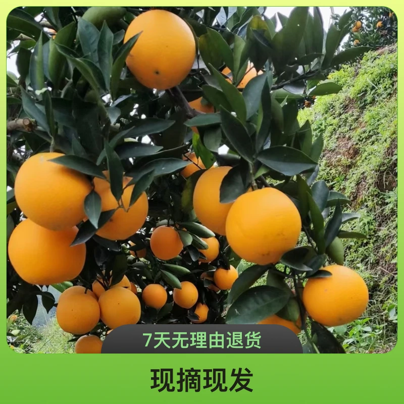 十斤正宗赣南脐橙安远县三百山景区果园新鲜现摘直发