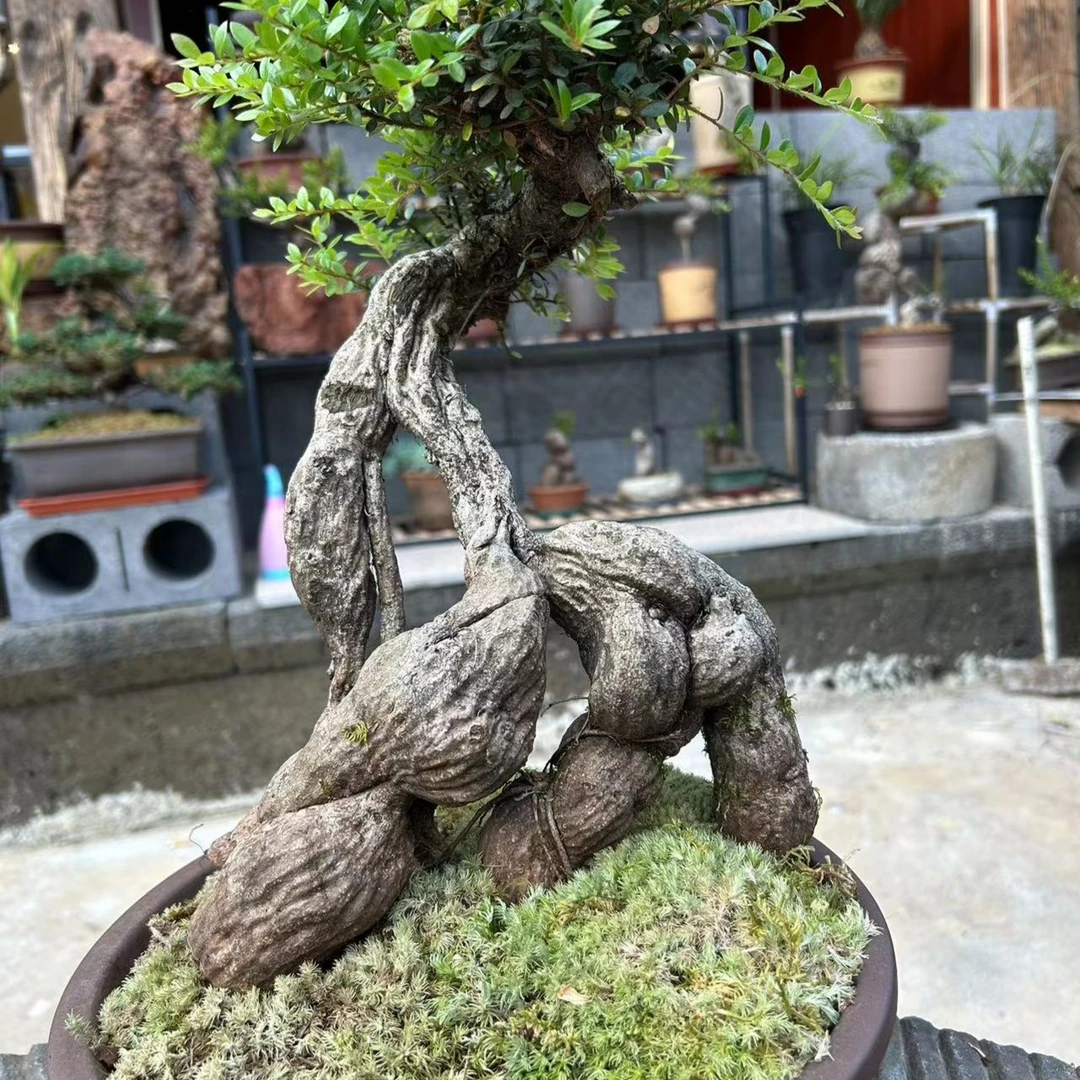 云南网红树萝卜四季常青不落叶，能赏花赏叶赏坨的励志盆景