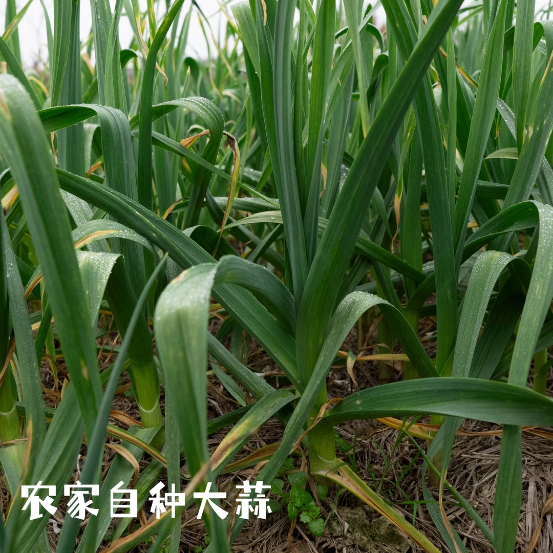 （杨会长）湖南湘西农家自种大蒜 3 斤