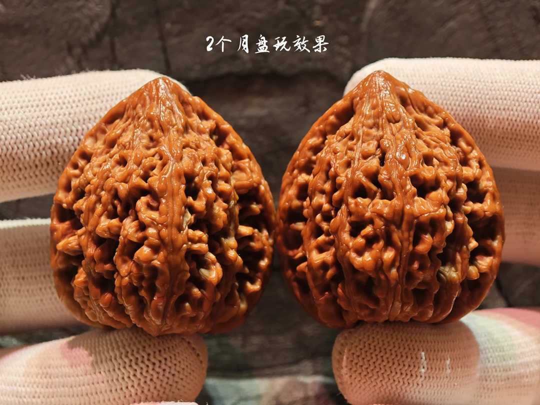 古月虎头 野生古月虎头