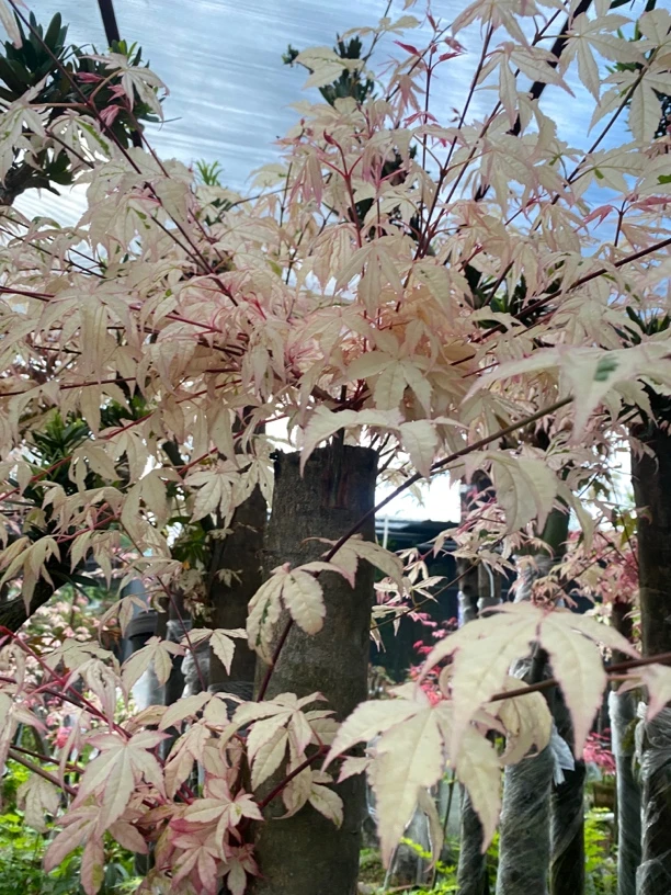 进口世界名枫伊豆枫树盆景盆栽色系列枫树盆景别墅盆景