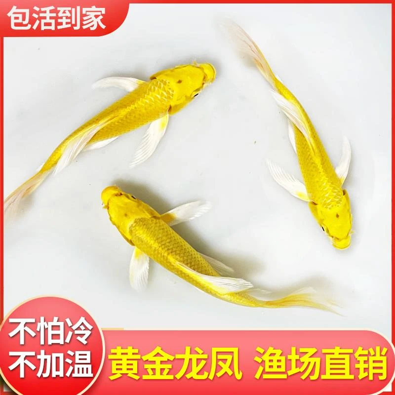 小鱼观赏鱼黄金龙凤锦鲤鱼活鱼长尾冷水鱼淡水鱼锦鲤活体黄金锦鲤