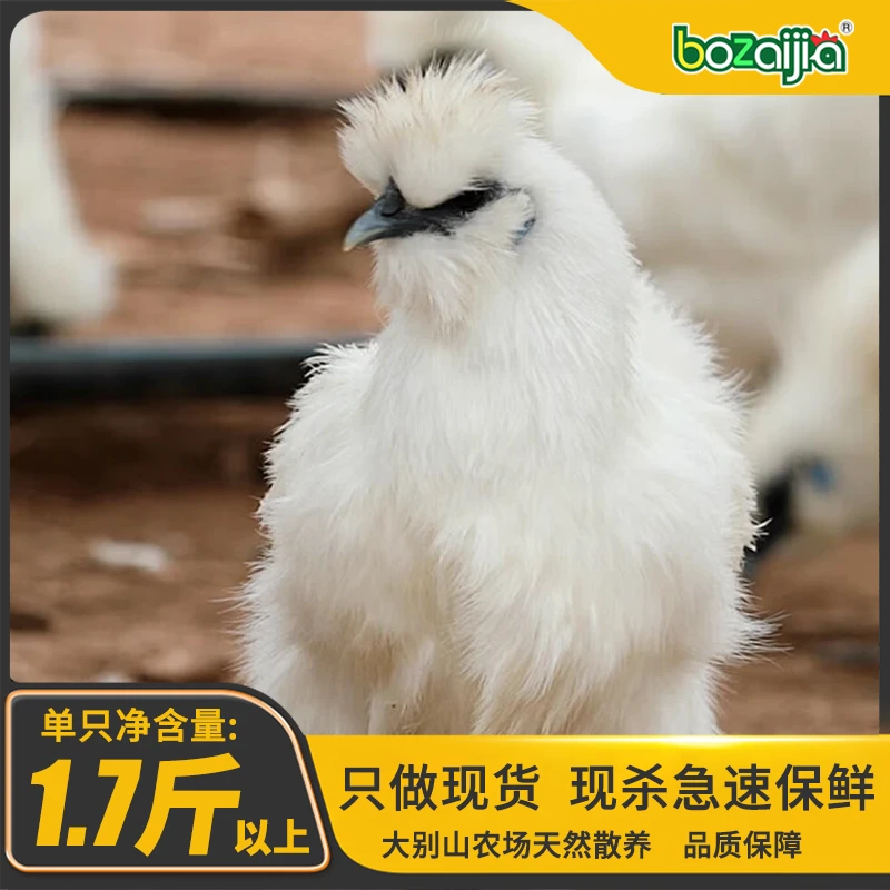 bozaijia【一只大别山散养乌鸡】大别山散养乌鸡单净重1.7斤以上