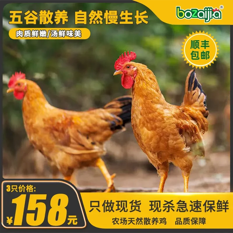 bozaijia波仔家【三只童子鸡】正宗大别山散养童子鸡公鸡散养土鸡
