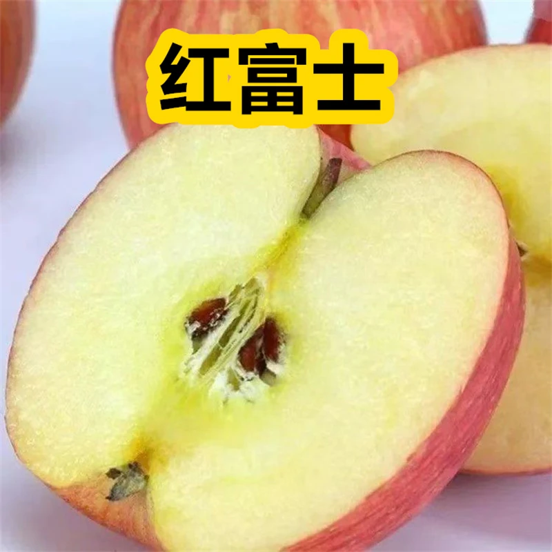 正宗特大苹果树苗南方北方种植嫁接红富士冰糖心大果盆栽地栽庭院