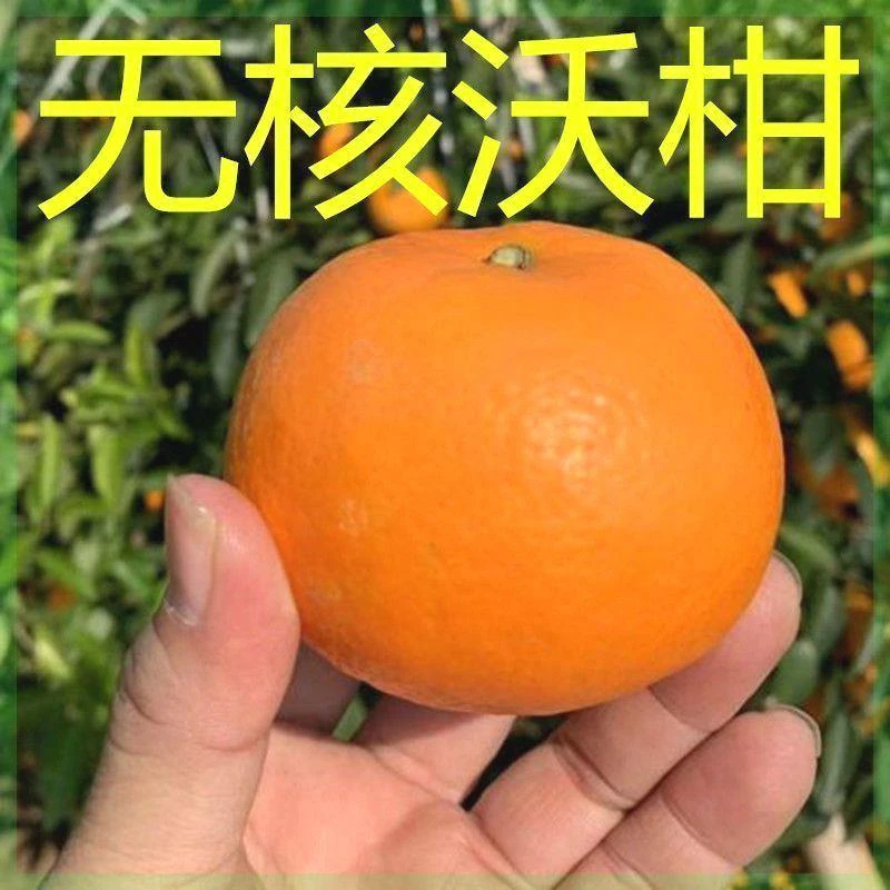 正宗嫁接广西沃柑树苗091无核沃柑橘子苗盆栽地栽结果苗桔子树苗