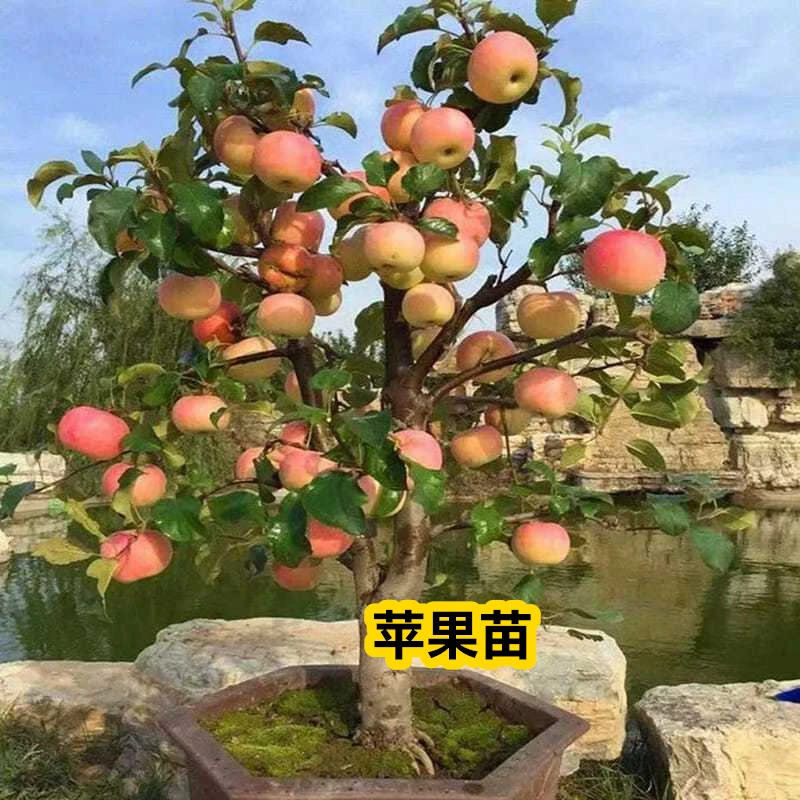 矮化盆栽红富士苹果树苗原盆原土带果发货南北方阳台庭院室内果树