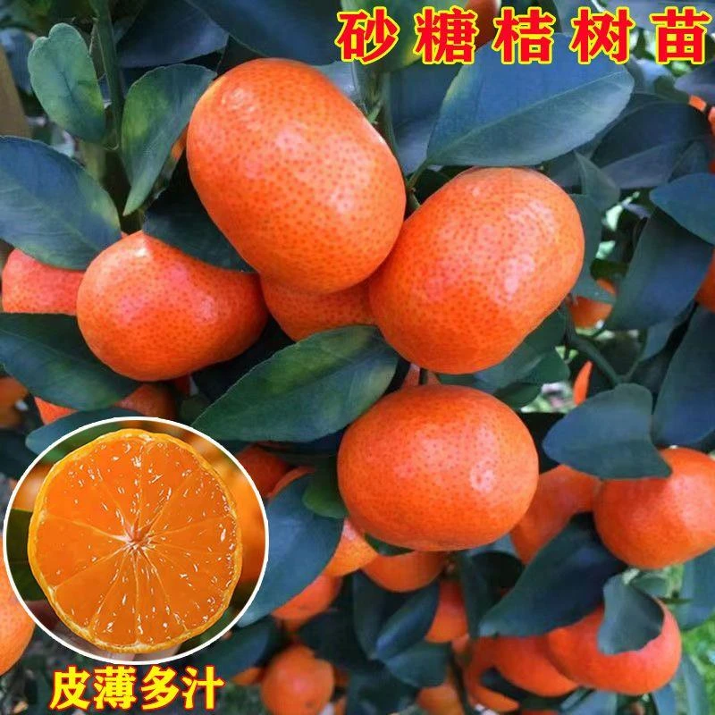 桔子树苗嫁接无籽无核砂糖桔苗广元砂糖橘子苗金秋砂糖桔当年结果