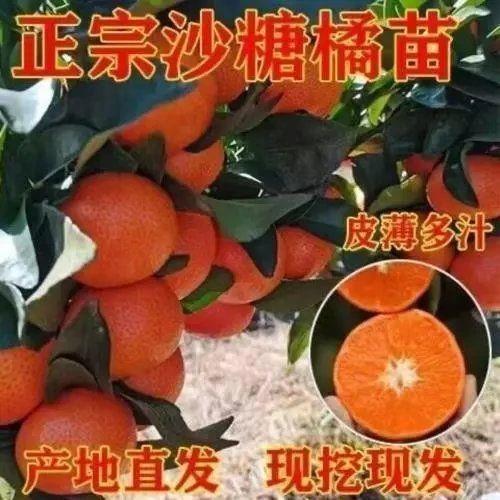 正宗嫁接无籽砂糖橘苗盆栽地栽无核沙糖桔南方北方果树苗当年结果