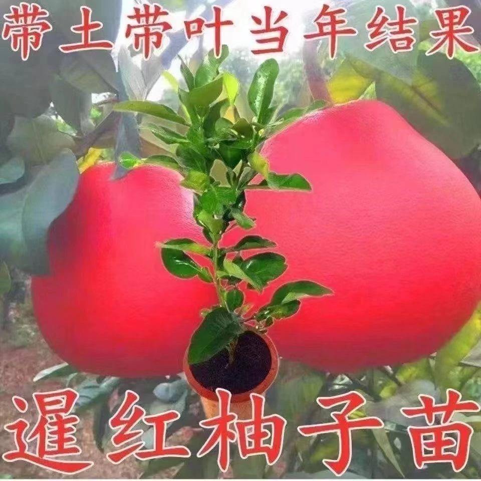 新品泰国暹罗柚子树苗红心蜜柚三红柚子苗葡萄柚红宝石南北方种植