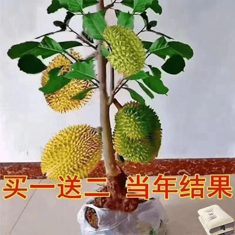 金枕头榴莲果树四季泰国新鲜猫山王榴莲盆栽地栽南方种植当年结果