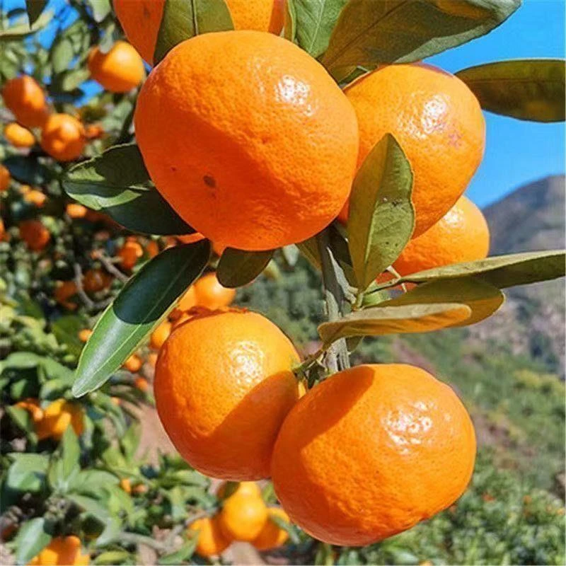 嫁接正宗橘子树无核砂糖特早熟蜜桔盆栽地栽南方北方种植当年结果