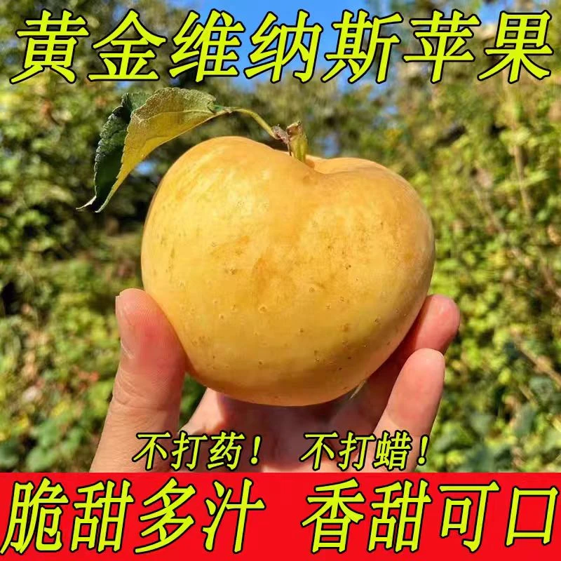 新鲜当季黄金维纳斯脆甜多汁香甜可口果香浓郁生态健康