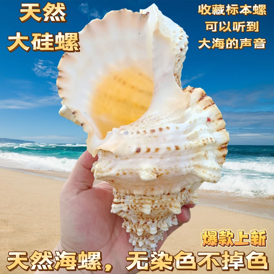 金口蛙螺大白蛙螺天然大海螺贝壳石号螺号角鱼缸家居摆件礼物包邮
