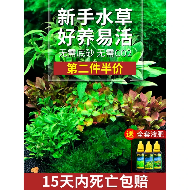 鱼缸水草植物活体水榕沉木鱼缸造景装饰净化水质懒人阴性坨草新手