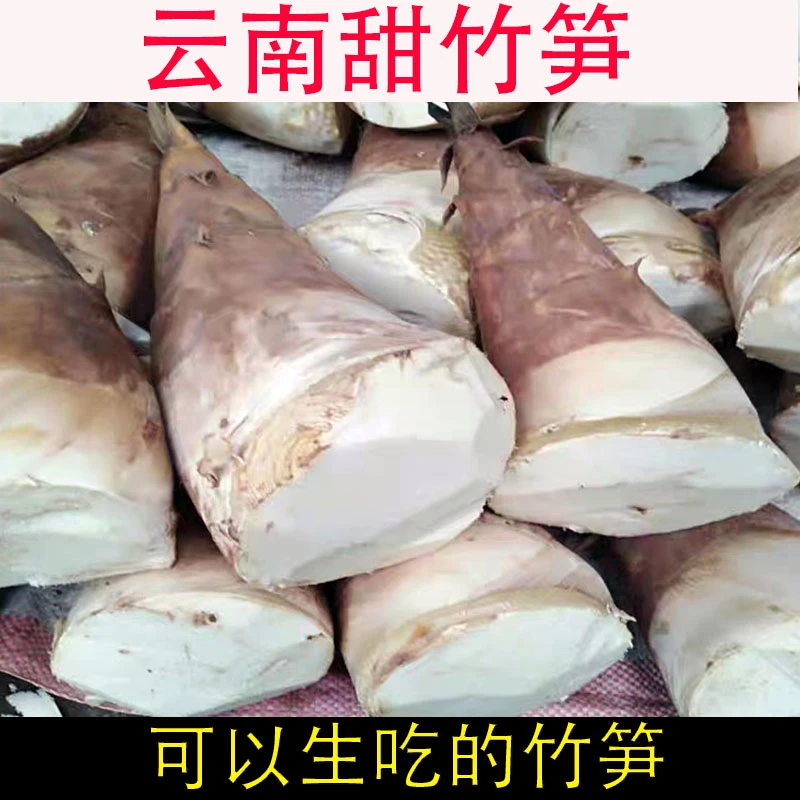 云南新鲜蔬菜甜竹笋马蹄笋可以生吃的甜笋野生竹笋1000克