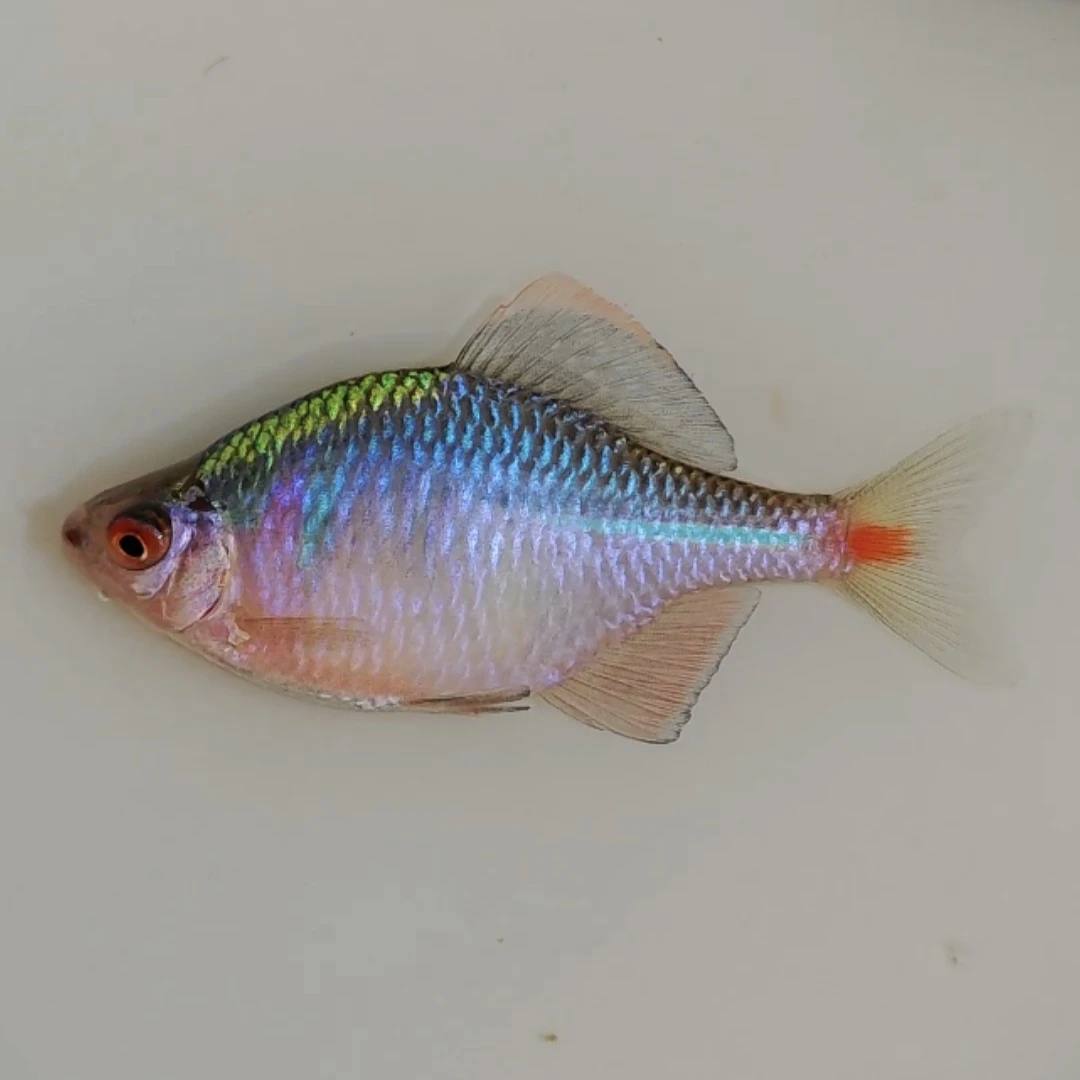 原生鱼发色高体鳑鲏观赏鱼冷水鱼热带鱼小型鱼七彩钻石鱼好养皮实