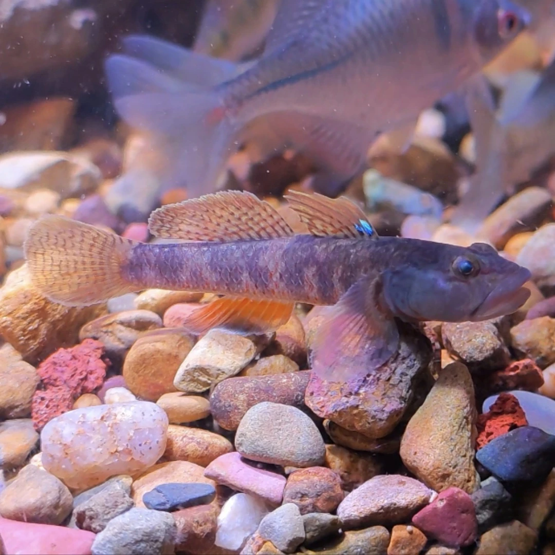 李氏虾虎冷水鱼溪流鱼观赏鱼小型鱼好养易活原生鱼活鱼