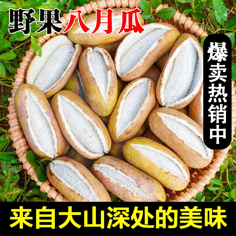 【现货】贵州八月瓜野果八月炸当季网红水果新鲜现摘预知子牛卵坨瓜