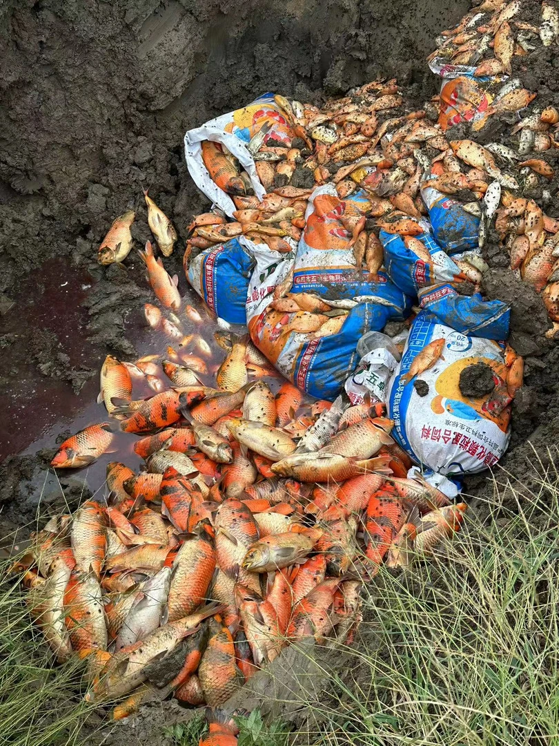 23xx锦鲤观赏鱼杀虫杀菌必备养鱼神器